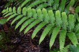 Woodwardia japonica