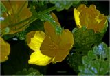 Lysimachia nummularia. Цветок. Московская обл., Раменский р-н, окр. дер. Хрипань, садовый участок. 25.06.2024.