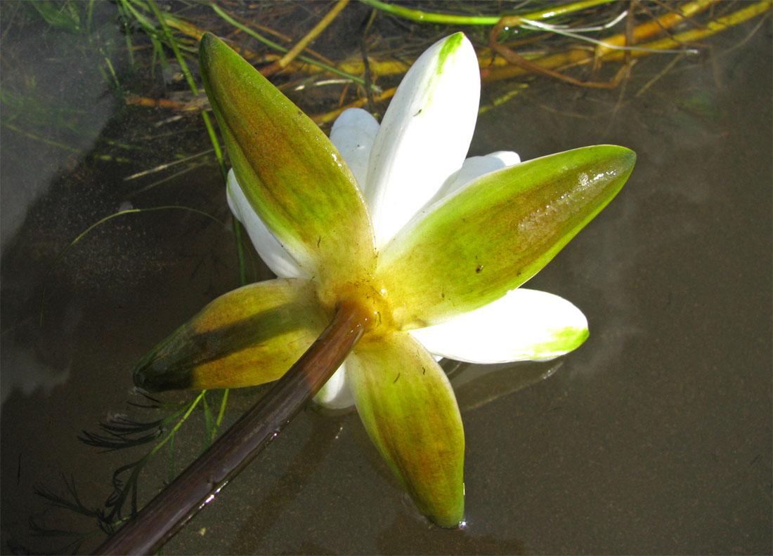 Image of Nymphaea &times; borealis specimen.