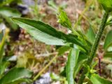 genus Erigeron. Часть стебля с листом и пазушным побегом. Австрия, Каринтия, берег оз. Вёртер-Зе. Июль 2014 г.