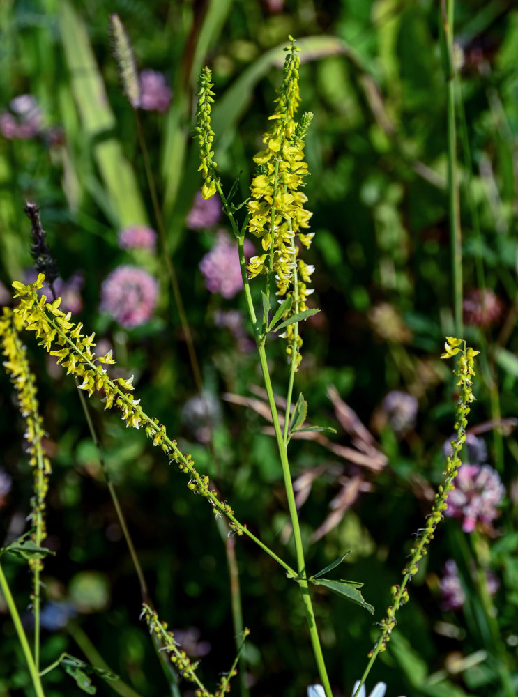 Изображение особи Melilotus officinalis.