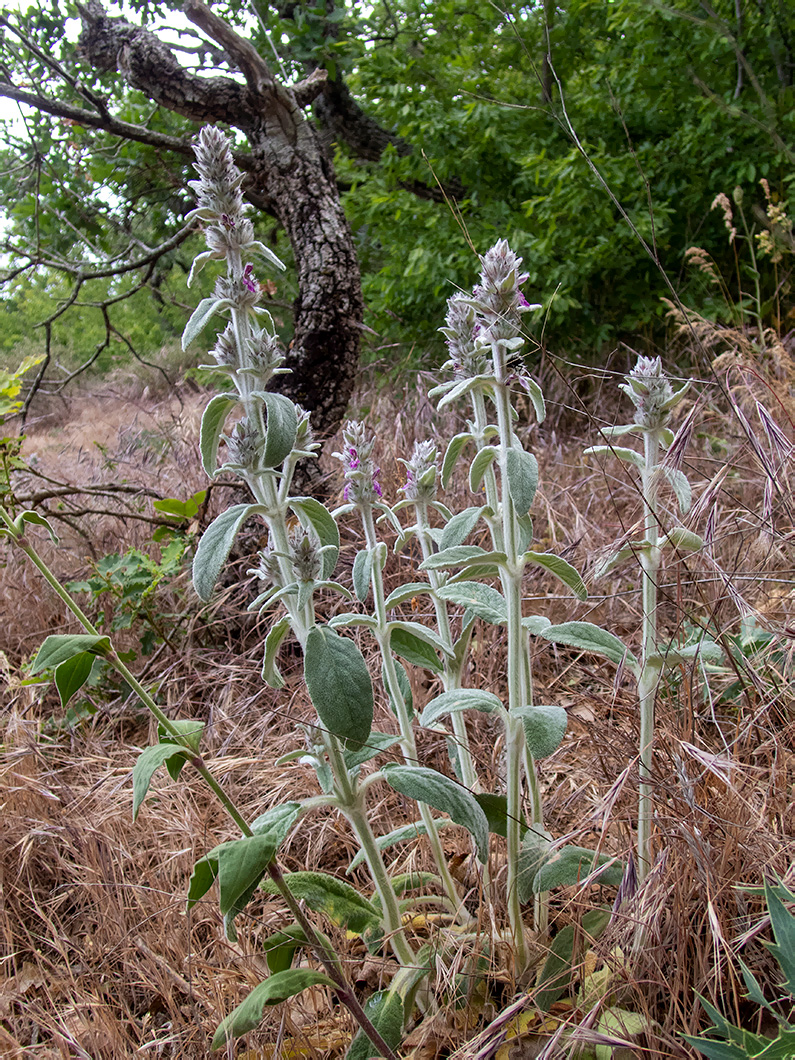 Image of Stachys cretica specimen.