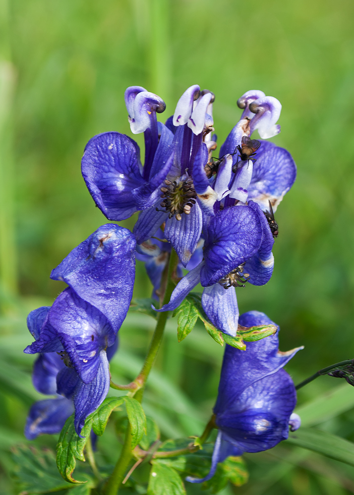 Image of Aconitum fischeri specimen.