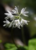 Clintonia udensis. Соцветие. Южное Приморье, Чёрные горы, заповедник \"Кедровая падь\". 27.05.2010.