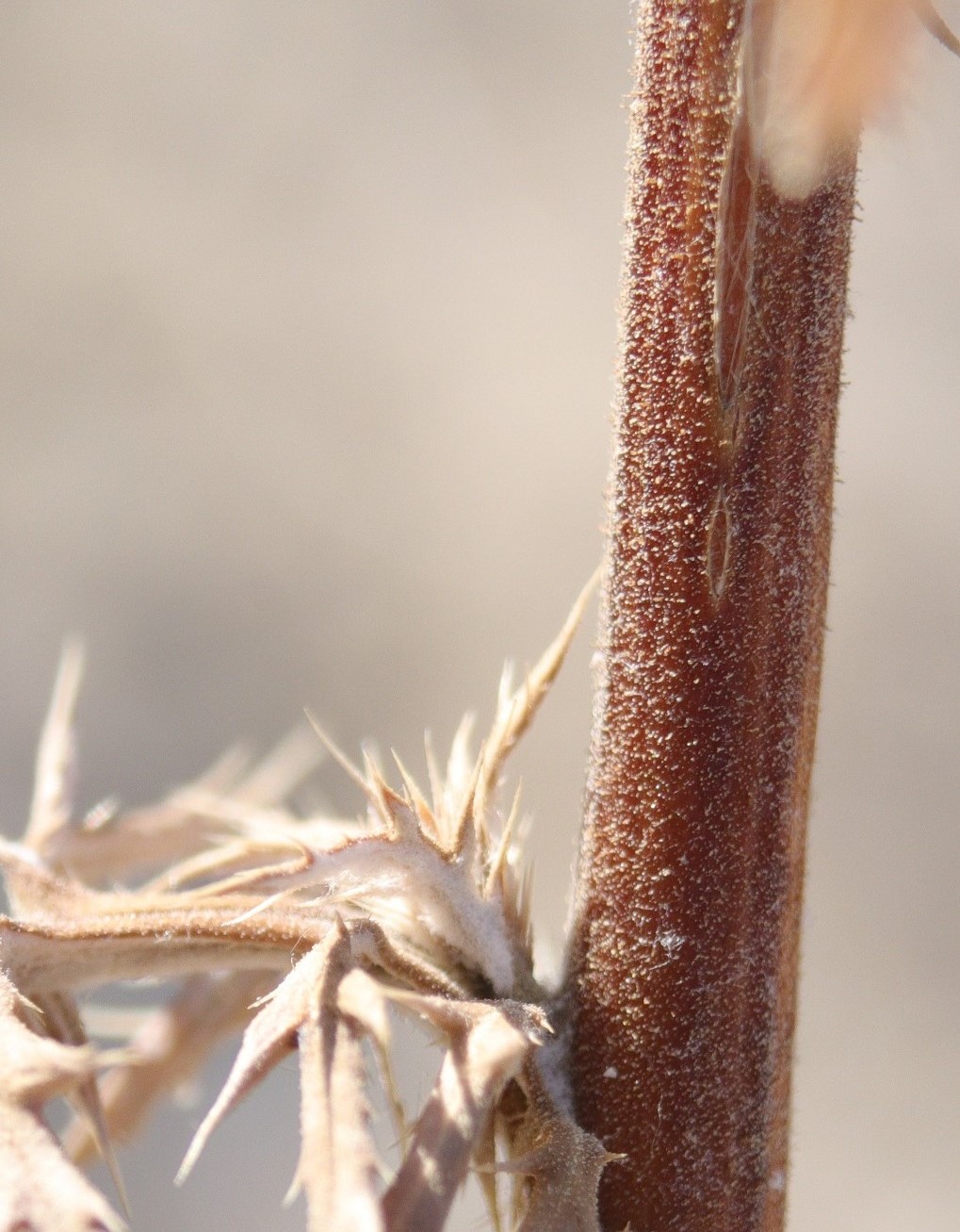 Image of Echinops meyeri specimen.