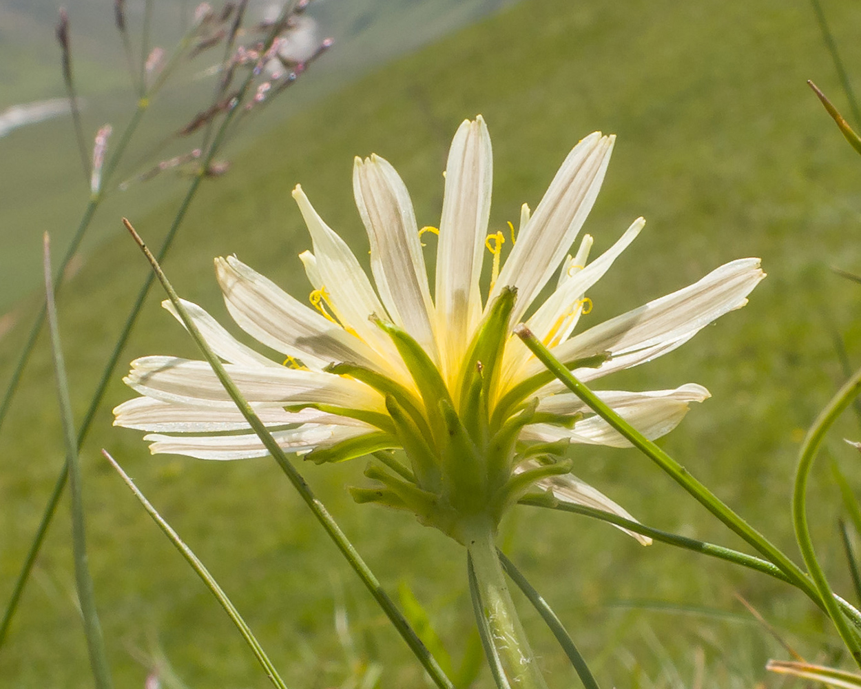 Изображение особи Taraxacum stenocephalum.