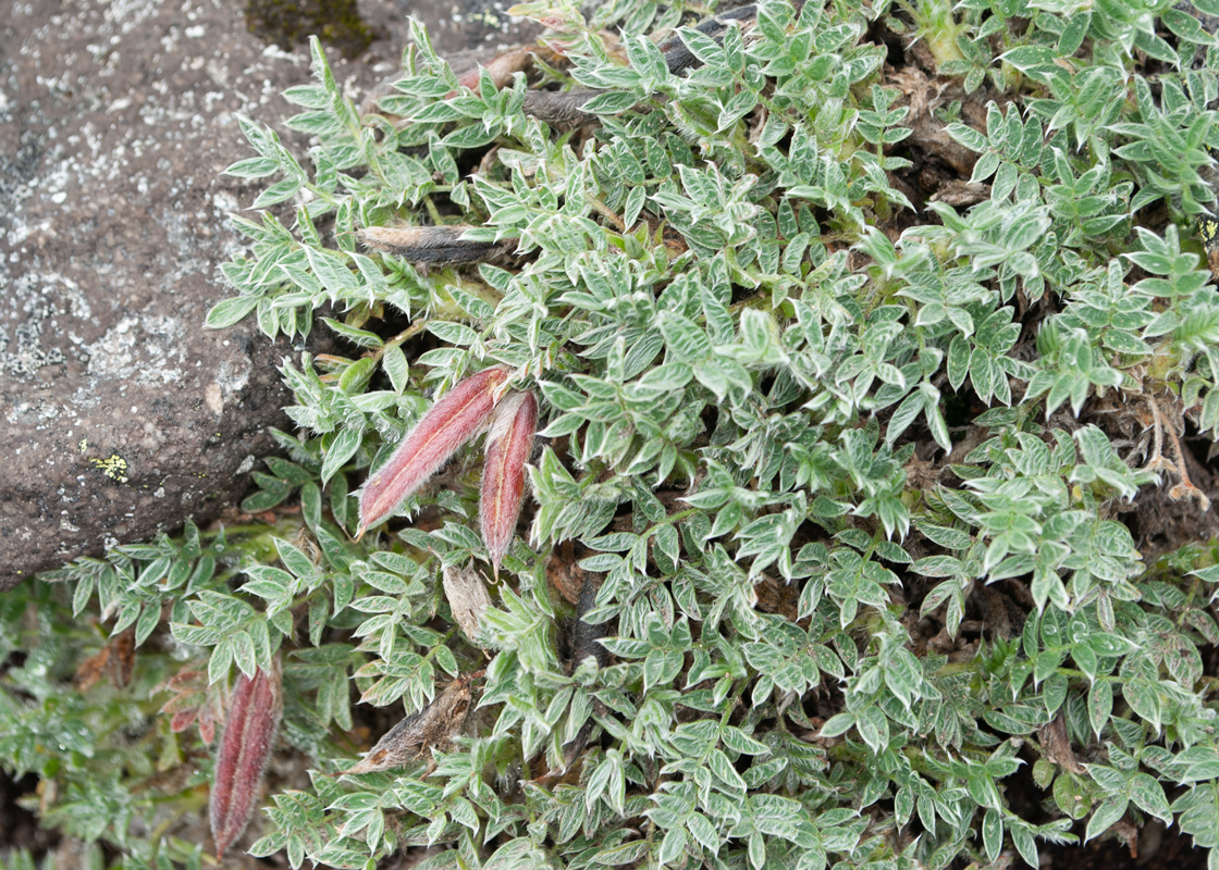 Image of Oxytropis kamtschatica specimen.