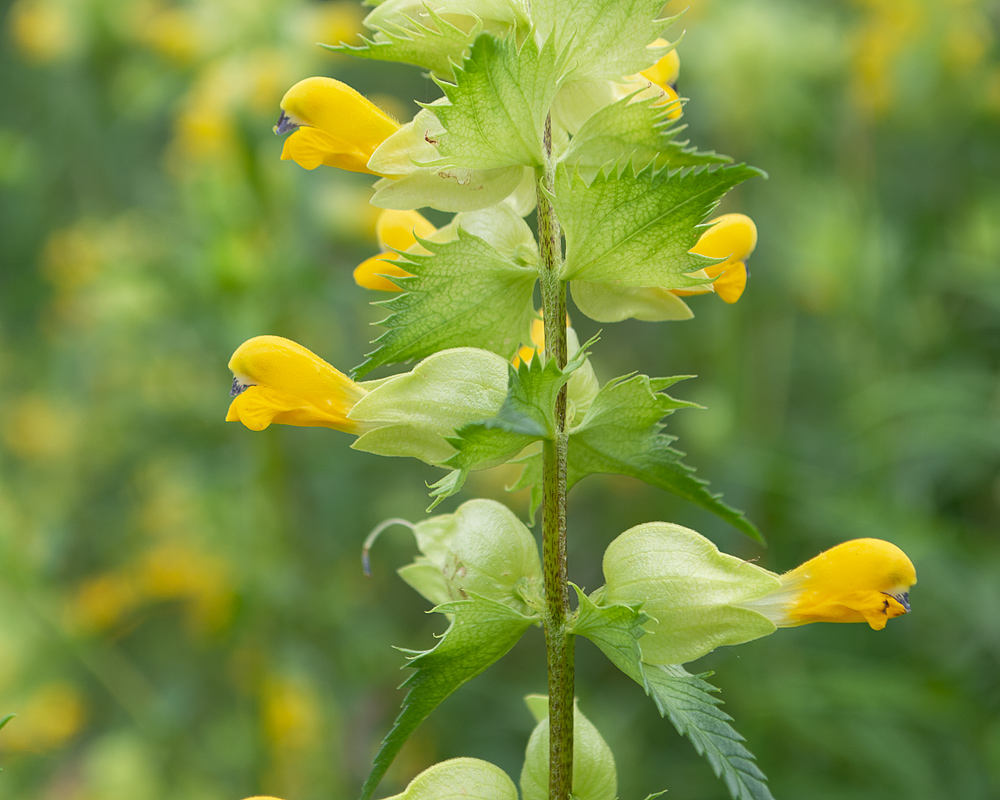 Image of genus Rhinanthus specimen.