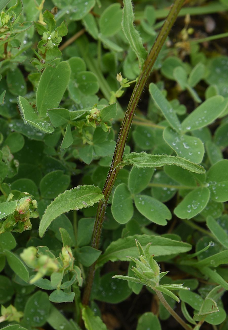 Image of genus Campanula specimen.