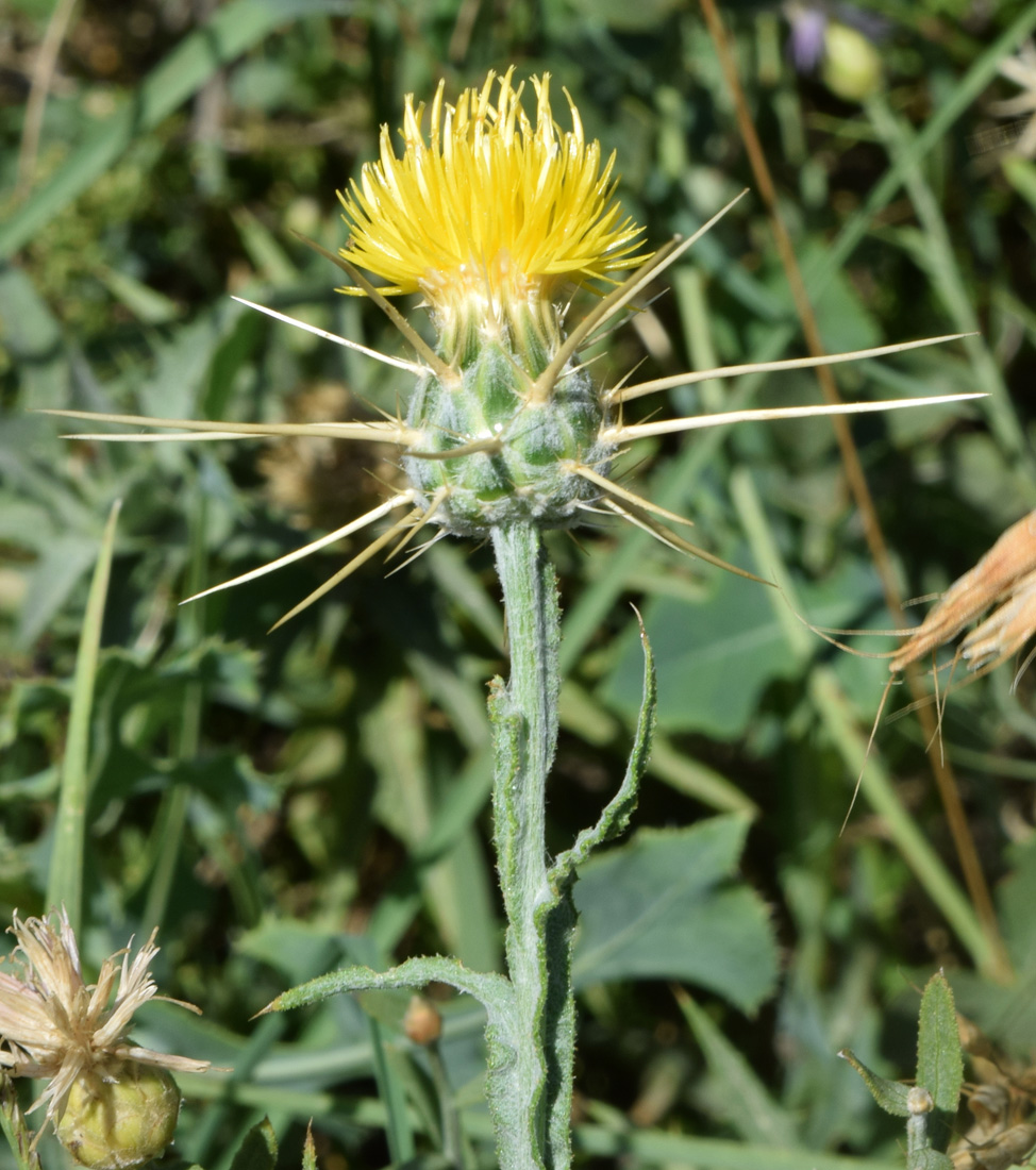 Image of Centaurea solstitialis specimen.