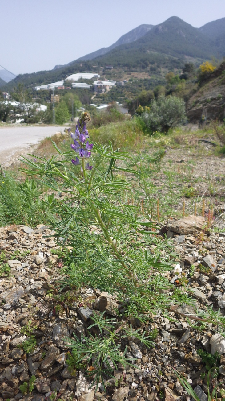Image of Lupinus angustifolius specimen.