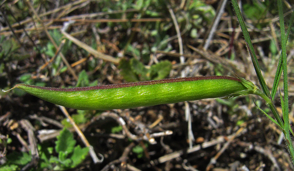 Изображение особи Lathyrus sphaericus.