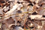 Vicia unijuga