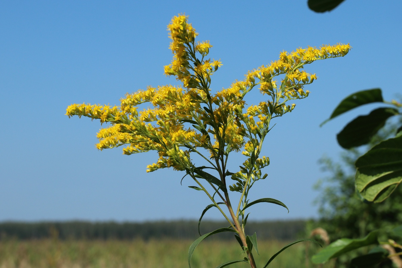 Image of Solidago canadensis specimen.