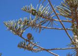 Araucaria heterophylla