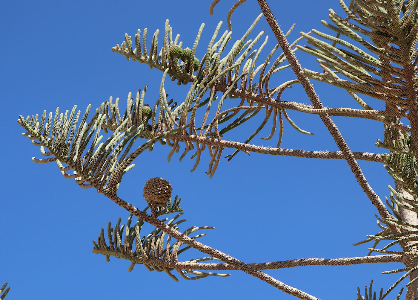 Image of Araucaria heterophylla specimen.