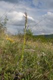 Anacamptis morio subspecies caucasica. Плодоносящее растение. Краснодарский край, Крымский р-н, окр. станицы Неберджаевская, дол. р. Липки, пушистодубово-грабинниковый лес, скальное обнажение на месте старого заросшего карьера. 12.05.2025.