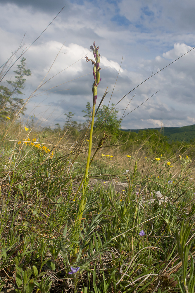 Image of Anacamptis morio ssp. caucasica specimen.