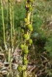 Eremurus turkestanicus