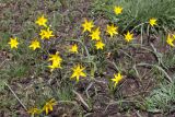 Tulipa scythica. Цветущие растения. Волгоградская обл., Городищенский р-н, балка Западная, полынно-злаковая степь на плакоре. 21.04.2018.