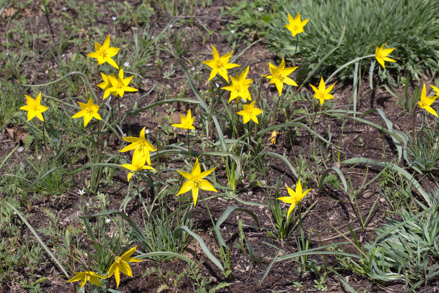 Image of Tulipa scythica specimen.