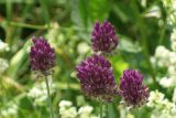 Allium rotundum
