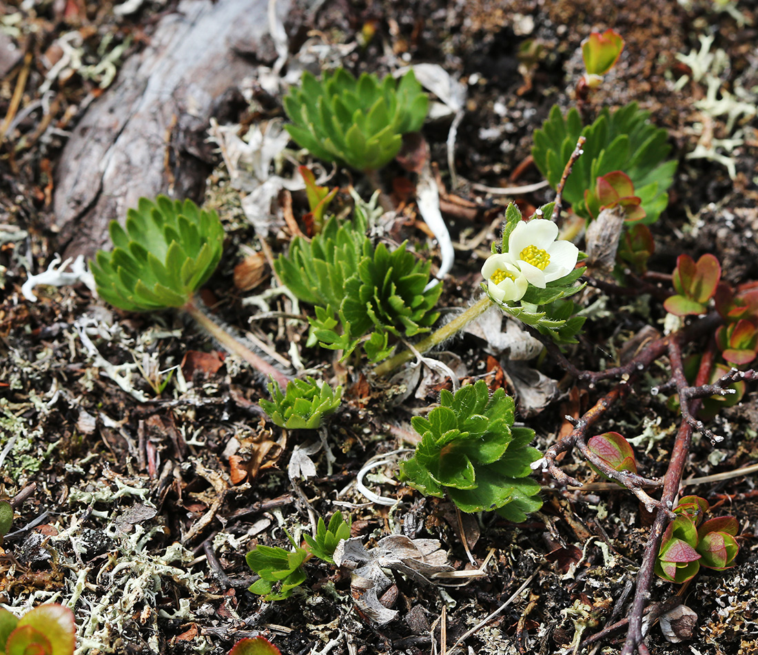 Image of Anemonastrum brevipedunculatum specimen.