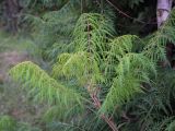 Rhus typhina form laciniata. Верхушка цветущего побега. Ростовская обл., г. Донецк, озеленение, в культуре. 14.06.2025.