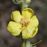 род Verbascum. Цветок. Крым, Ленинский р-н, окр. г. Щелкино, Татарская бухта, псаммофитная степь на опушке сосновых насаждений. 6 июля 2025 г.