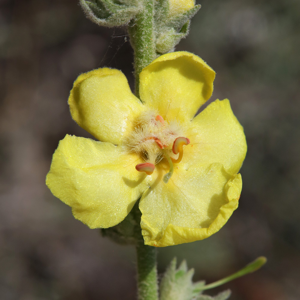 Image of genus Verbascum specimen.
