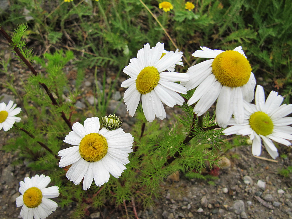Image of Tripleurospermum subpolare specimen.