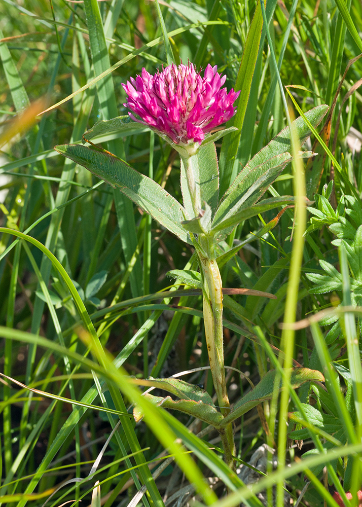 Image of Trifolium alpestre specimen.
