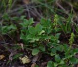 Orthilia secunda