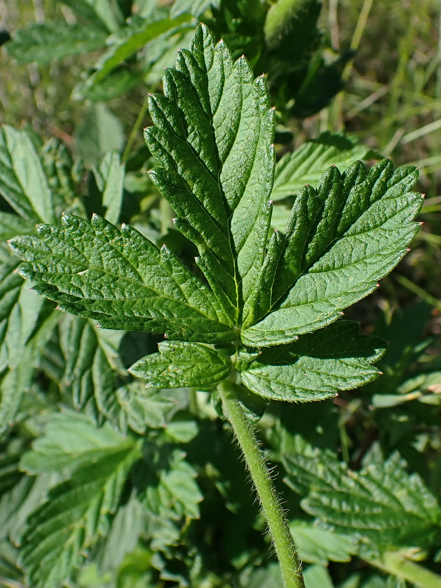 Изображение особи Agrimonia viscidula.