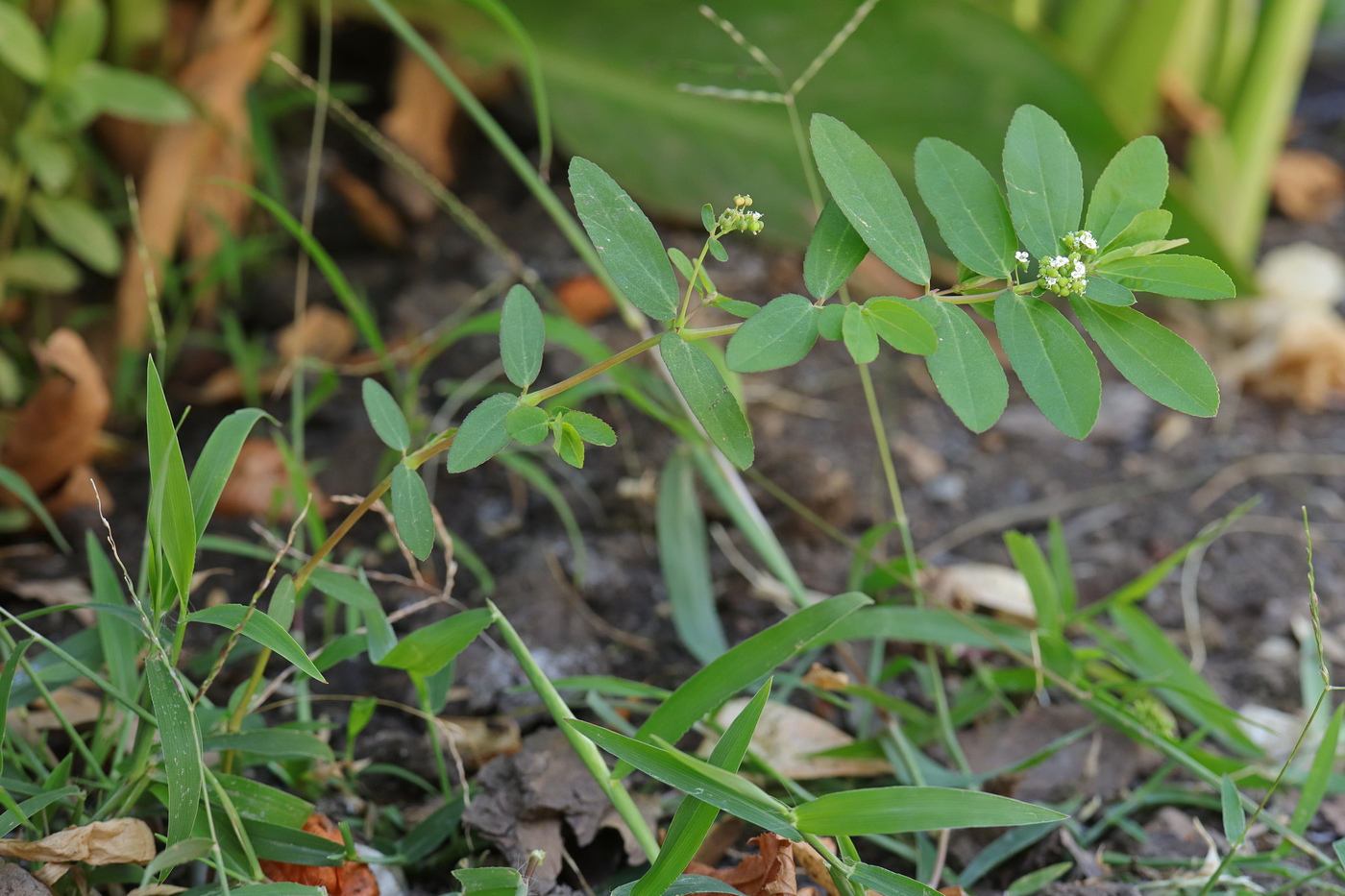 Изображение особи Euphorbia hypericifolia.