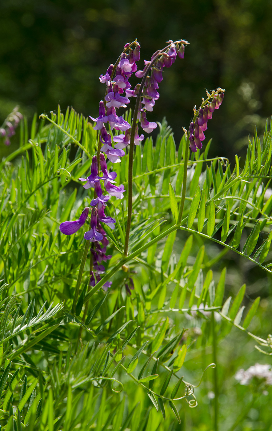 Image of Vicia tenuifolia specimen.