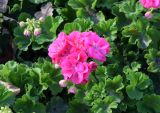 Pelargonium hortorum