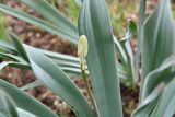 род Eremurus. Развивающееся соцветие и части листьев. Таджикистан, Гиссарский хр., бас. р. Варзоб, ущ. р. Кондара, ≈ 1400 м н.у.м., мелкозёмистый склон. 19 апреля 2025 г.