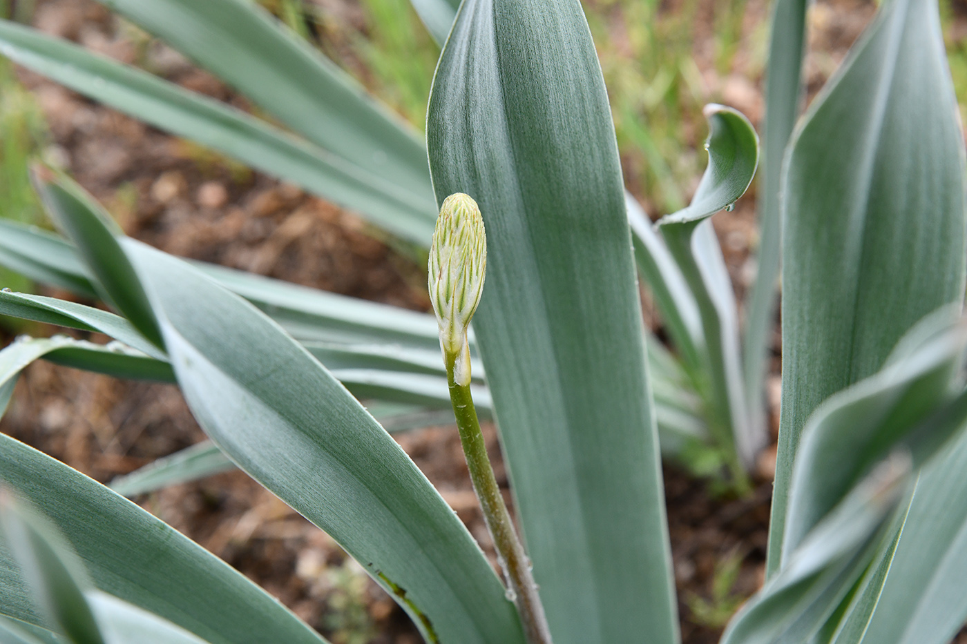 Изображение особи род Eremurus.