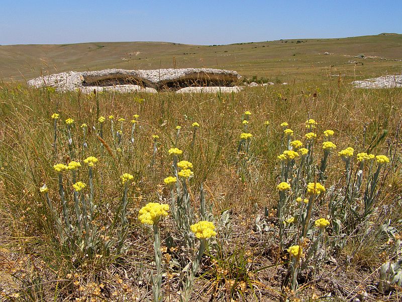 Image of Helichrysum arenarium specimen.