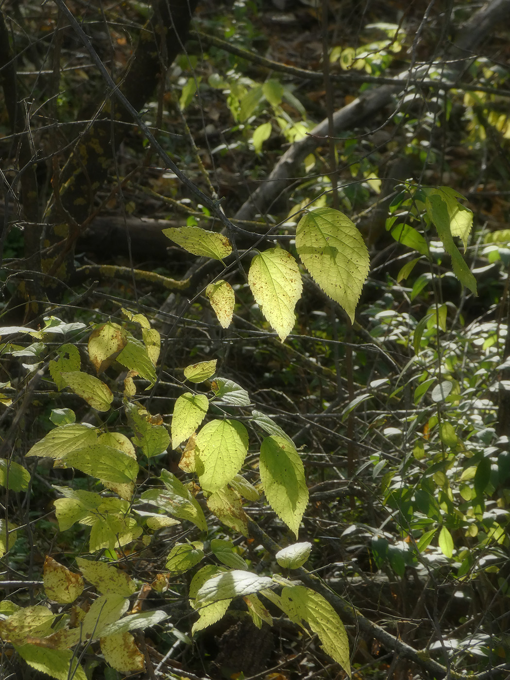 Image of genus Celtis specimen.