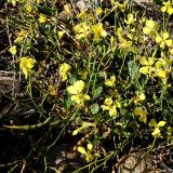 Raphanus raphanistrum