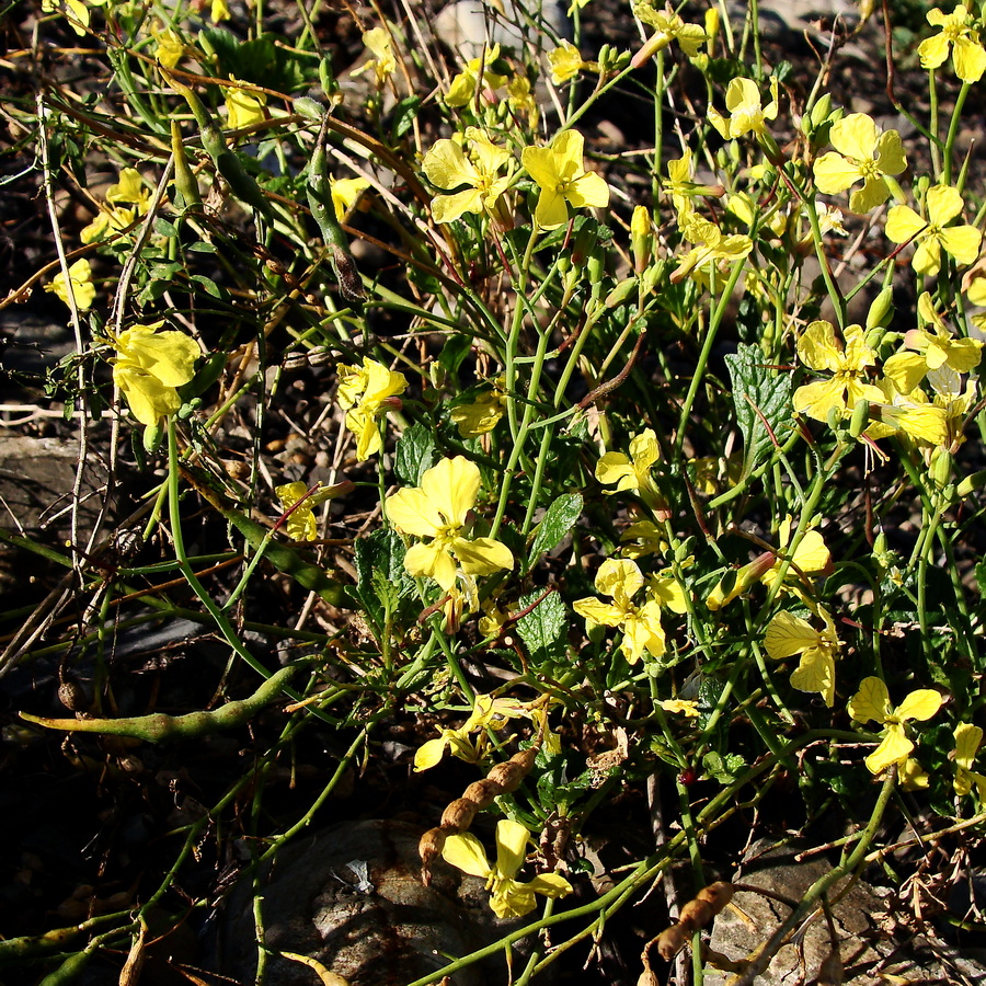 Изображение особи Raphanus raphanistrum.