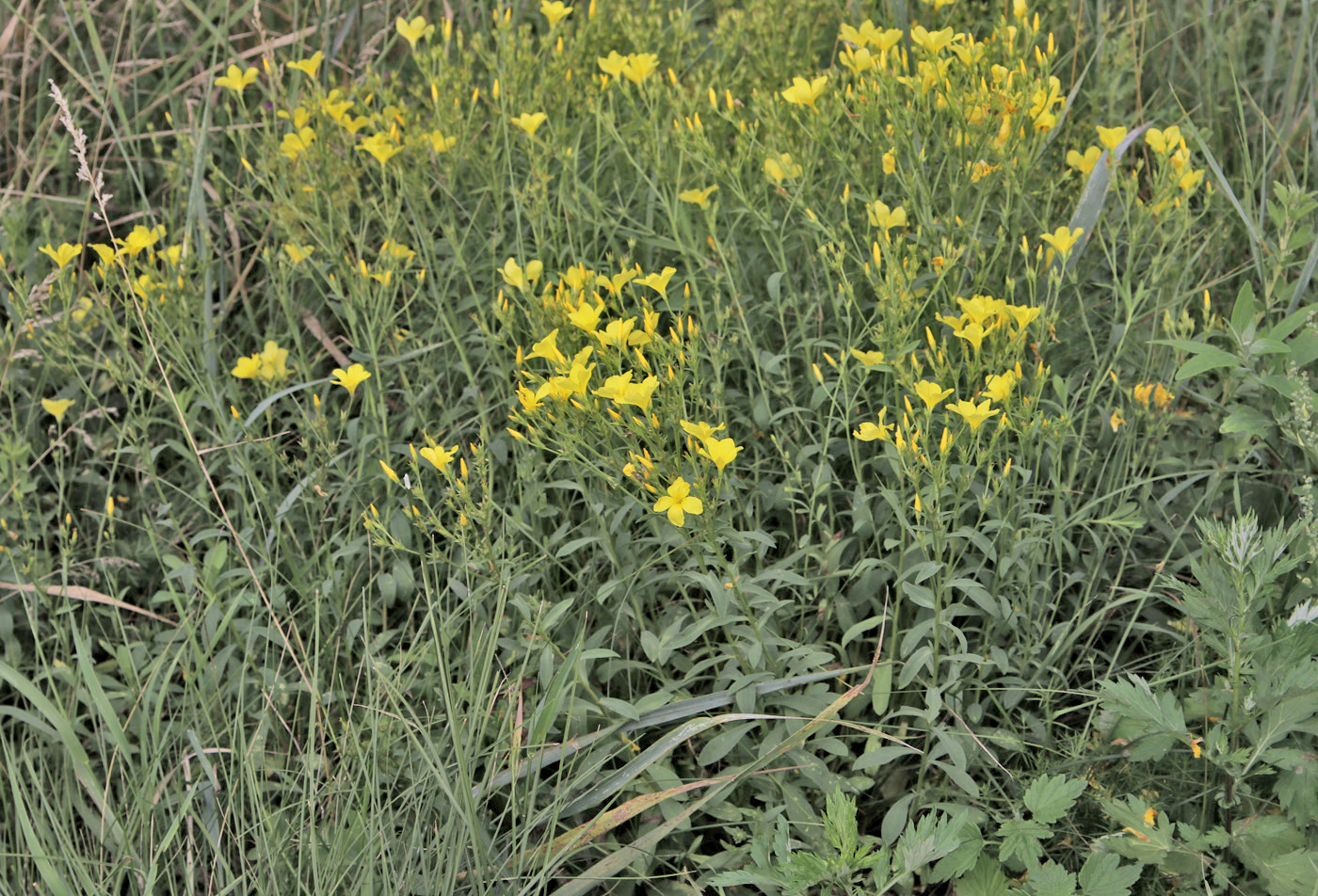 Image of Linum flavum specimen.