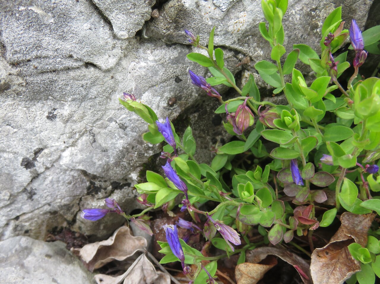 Изображение особи род Polygala.