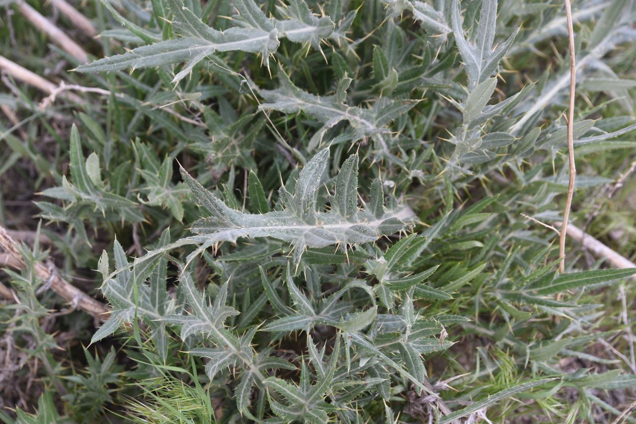 Image of familia Asteraceae specimen.