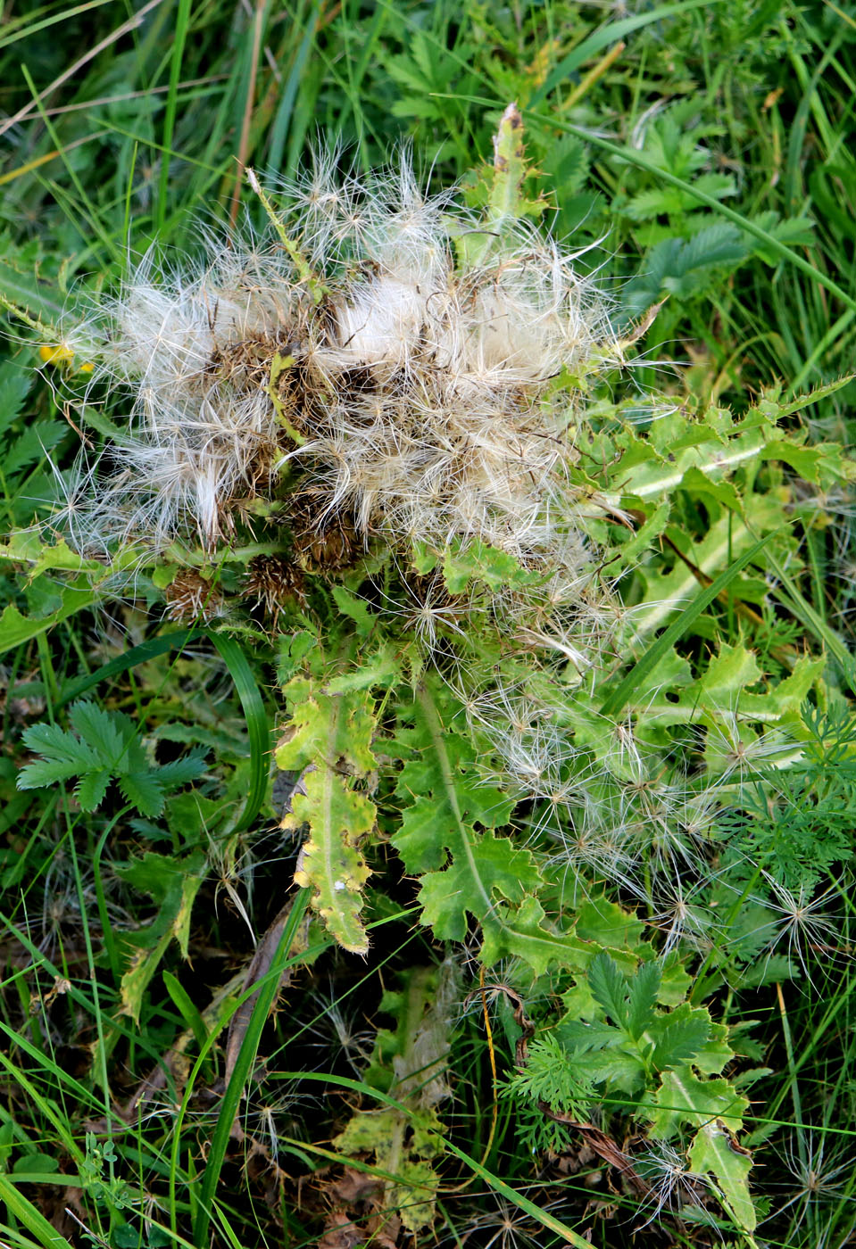Image of Cirsium esculentum specimen.