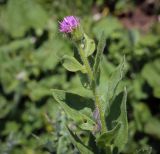 семейство Asteraceae. Верхушка растения в начале цветения. Абхазия, Гагрский р-н, 1850 м н.у.м., каменистый субальпийский луг. 12.06.2025.