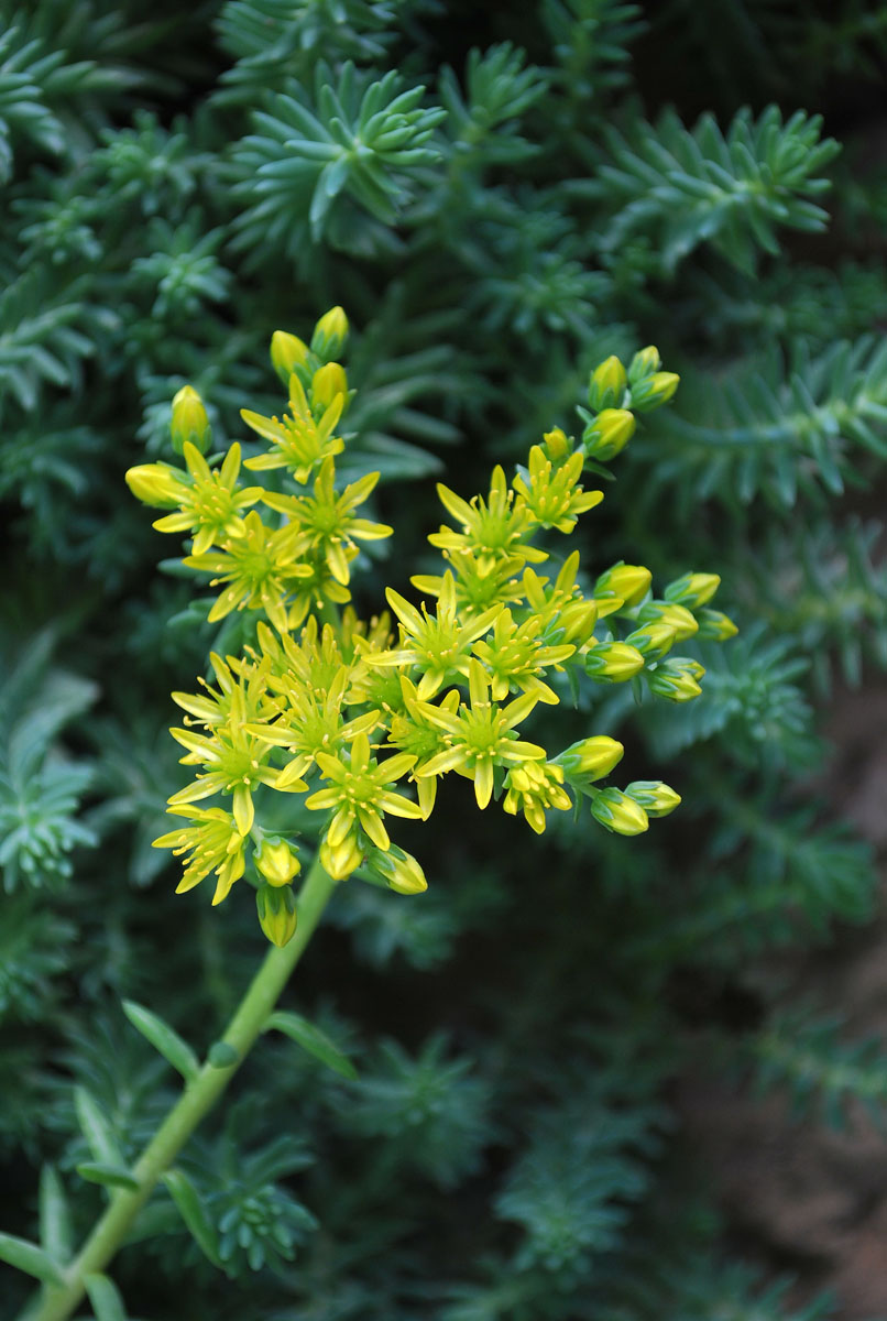 Image of genus Sedum specimen.