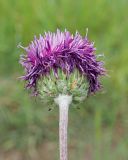 Jurinea arachnoidea. Верхушка побега с соцветием (вид со стороны обёртки). Ульяновская обл., Мелекесский р-н, окр. пос. Вишенка, Медвежий овраг, разнотравная степь на склоне. 06.06.2024.